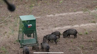 South Texas JAVELINA BOWHUNT [upl. by Nagol]