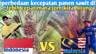 inilah perbedaan cara panen kelapa sawit Malaysia vs Indonesia [upl. by Enahsal206]