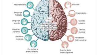 Los Hemisferios Cerebrales [upl. by Ekram]