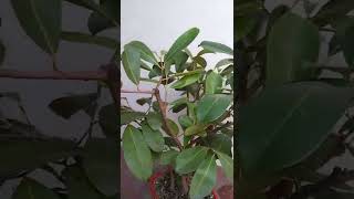 Duhat tree  The java plum  Bonsai [upl. by Annyrb]