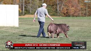 DUROC 875  quotAll Inquot Bred Gilt Sale  Nov 16th 2024 [upl. by Trutko]