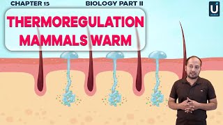 Thermoregulation Mammals Warm  Biology Part 2  Chapter  15  Ucademy [upl. by Kciregor]