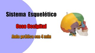 Sistema esquelético  Osso Occipital  Aula Prática [upl. by Eiramrefinnej]