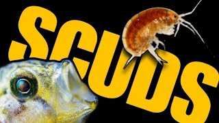 SCUDS Everything You Need to Know How to Culture amp Harvest Live Gammarus for Your Aquarium Fish [upl. by Marj]