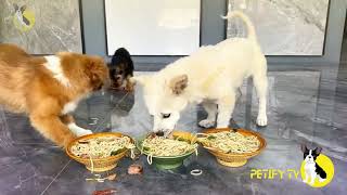 Funny Puppies Food Review 🐶🍲 Petify TV Dogs Series 11 🐕💕 Puppies Food Review Channel Videos [upl. by Ahsat]