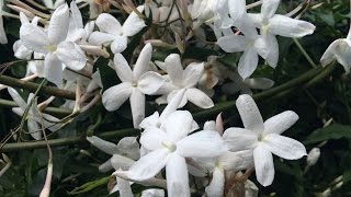 Growing Winter Jasmine Jasminum polyanthum [upl. by Notse]