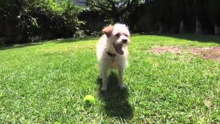 Never Seen Before Dog Juggling Ball Trick [upl. by Eivla199]