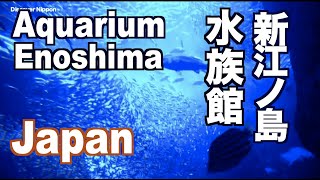 新江ノ島水族館 Enoshima Aquarium 江ノ島観光 旅行 湘南観光 旅行 癒やし Sea 湘南海岸 [upl. by Hooker118]