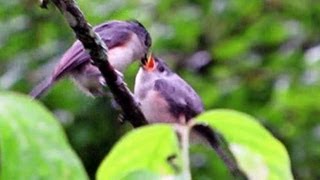 Tufted Titmouse Fledgling  June 7 2013 [upl. by Adnarb]