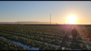 Investigating UVC light as an arthropod pest management strategy in strawberries [upl. by Plerre]