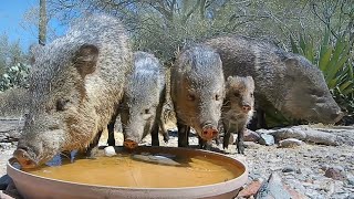 7 Javelinas Harmoniously Slurp Up Water and Blow Bubbles [upl. by Hu]