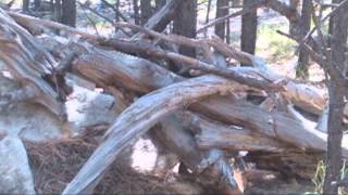 BIGFOOT RESEARCH 1 OCT 2013 BIGFOOT DOUBLE SIGHTINGS NESTS [upl. by Alika]