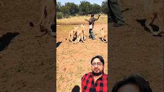 All lions obeying this black Man lion wildlife animals safari savelions lioncountrysafari [upl. by Eidak]