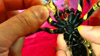 feeding my sick Pet Tarantula with DKS [upl. by Remat177]