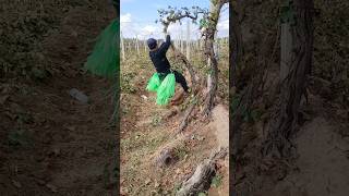 The process of producing new seedlings from grapevines [upl. by Etan983]