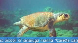 La nascita della tartaruga marina Caretta caretta Parte Prima [upl. by Calbert]