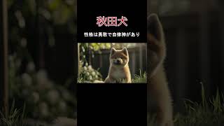 秋田犬の紹介 [upl. by Seitz]