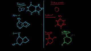 Purines vs Pyrimidines [upl. by Soloman]