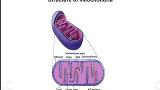 Mitochondria and Peroxisomes [upl. by Asina]