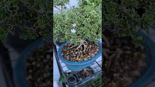 Serissa Bonsai garden bonsai plants shorts gardening nature love relaxing love [upl. by Whatley955]