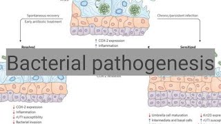 Bacterial pathogenesis [upl. by Naujej]