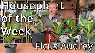 Ficus Audrey  Houseplant of the Week [upl. by Aryas]