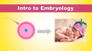 Intro to Embryology Development of Human  How we were born [upl. by Eolanda]