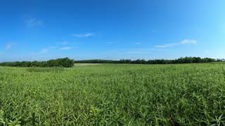 KU Field Station Site One Summer 2024  Remnant Prairie [upl. by Roots]