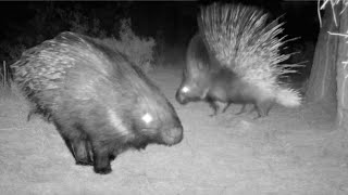 Indian Crested Porcupine Overcomes Adversity [upl. by Rheinlander]