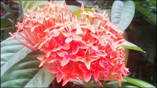 Ixora coccinea red flower Prof Dr Salma [upl. by Tterrab510]