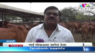 How to rear Lal Kandhari breed of cattle  Nitin Markandey [upl. by Naihs]