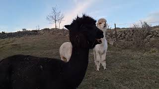 Alpacas de Gredos Spit Mouth [upl. by Ilenay160]