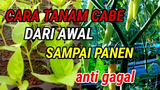 CARA TANAM CABE DARI AWAL SAMPAI PANEN CABE BERBUAH LEBAT ANTI GAGAL [upl. by Pascha118]