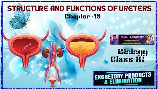 Structure and Functions of urinary bladder  Chap  19  class11 biology neet education [upl. by Marasco107]