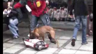 AmPit Bull Terrier  fight to a finish IV part two [upl. by Ennahtur139]