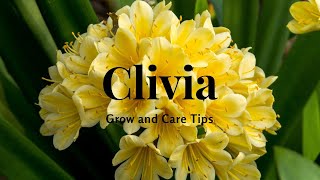 Clivia Grow and Care Tips [upl. by Tala866]