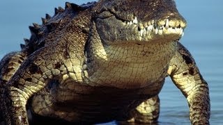 Alligator and crocodiles in Everglades National Park [upl. by Anis]