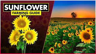 Sunflower Farming Complete Guide  StepbyStep Tutorial for Growing and Harvesting Sunflowers [upl. by Saeger]