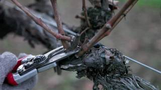 How to Prune Grapes in Winter Double Grapevine Pruning Technique [upl. by Taddeo]