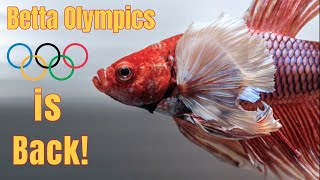 Betta Fish Olympics  How To Enroll Your Fish For Betta Olympics Competition [upl. by Ayenat]