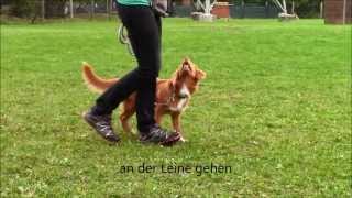 Caylie Nova Scotia Duck Tolling Retriever  6 months first trainings elements [upl. by Lenhart403]