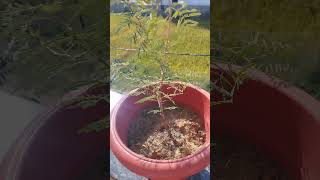 Shami plant benefits for us plants benefits shami herbs gardening good [upl. by Yetti]