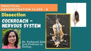 Dissection  Cockroach Nervous System Zoology Practical Class  6 by DrFeebarani John [upl. by Sven]