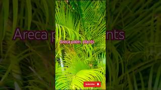 Areca palm plants careshorts gardeningviralshortytshort shrtsfeed trendingChikahomegarden [upl. by Patt]