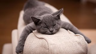 Funny cat snoring when he sleeps  compilation 2016 [upl. by Marela]