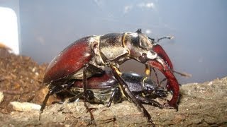 Lucanus cervus cervus  Stag Beetle  Hirschkäfer [upl. by Enairb659]