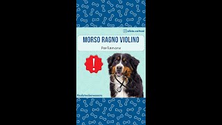 RAGNO VIOLINO [upl. by Mylan789]