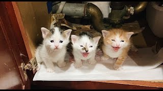 Cute kittens meowing  talking [upl. by Drews]