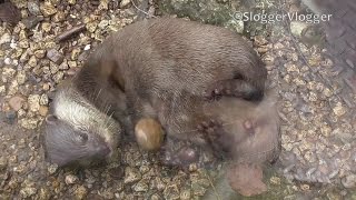 Adorable Juggling Otter Cant Stop Playing With A Stone [upl. by Ailem]