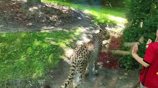 Planckendael Zoo  Cheetah 🐆 [upl. by Nodnahs35]